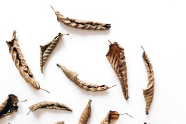 Sonbahar kompozisyonu. Beyaz arka planda kurutulmuş yapraklar. Sonbahar ve Şükran Günü konsepti. Düz döşeme, üst görünüm, kopyalama alanı