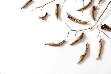 Sonbahar kompozisyonu. Beyaz arka planda kurutulmuş yapraklar ve ahşap dal. Sonbahar ve Şükran Günü konsepti. Düz döşeme, üst görünüm, kopyalama alanı