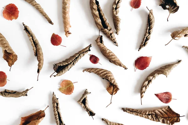 Sonbahar kompozisyonu. Beyaz arka planda kurumuş yaprakların deseni. Sonbahar, sonbahar, Şükran Günü konsepti. Creative Flalat lay, top view, copy space