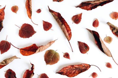 Sonbahar kompozisyonu. Beyaz arka planda kurumuş yaprakların deseni. Sonbahar, sonbahar, Şükran Günü konsepti. Creative Flalat lay, top view, copy space