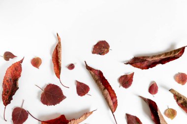 Sonbahar kompozisyonu. Beyaz arka planda kurumuş yaprakların deseni. Sonbahar, sonbahar, Şükran Günü konsepti. Creative Flalat lay, top view, copy space