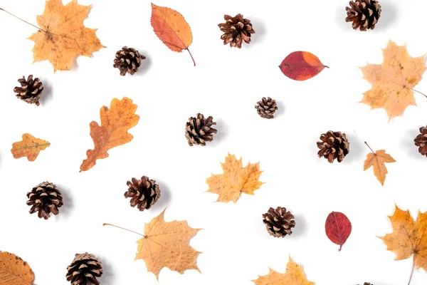 Herbstkomposition. Muster aus getrockneten Blättern, Zapfen auf weißem Hintergrund. Herbst- und Erntedankfest. flache Lage, Draufsicht, Kopierraum — Stockfoto