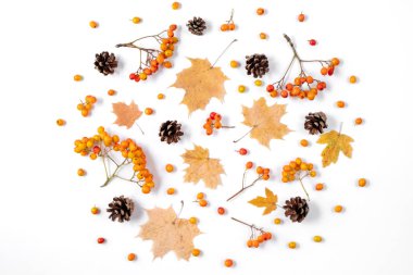 Sonbahar kompozisyon. Beyaz arka planda akçaağaç yaprakları, koni ve Rowan yapılmış deseni. Sonbahar, sonbahar, Şükran günü konsepti. Düz yatıyordu, üst görünüm, kopya alanı.