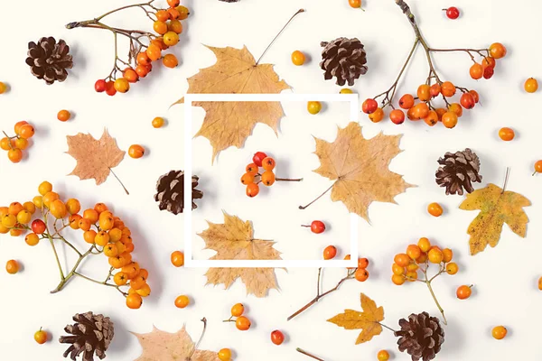 Herbst kreative Komposition. Ahornblätter, Zapfen, Eberesche und weißer Rahmen auf grauem Hintergrund. Herbst, Herbst, Halloween, Erntedankfest. flache Lage, Draufsicht, Kopierraum — Stockfoto