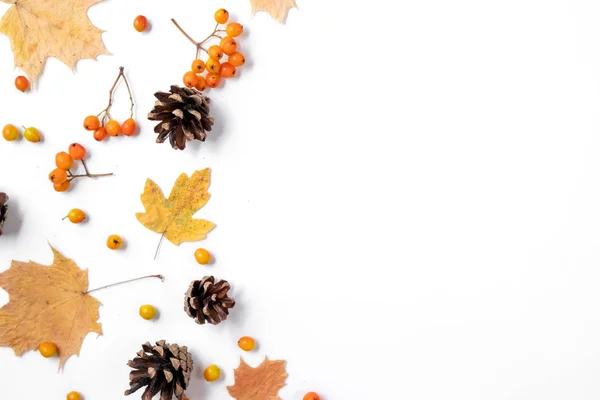 Podzimní tvůrčí složení. Sušené listy, kužele a Rowan na bílém podkladu. Podzim, podzim, Halloween, pojem dne Díkůvzdání. Plochý, pohled shora, kopírovat prostor — Stock fotografie