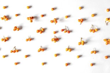 Sonbahar kompozisyon. Beyaz arka planda Rowan yapılmış deseni. Sonbahar, sonbahar, Şükran günü konsepti. Düz yatıyordu, üst görünüm, kopya alanı.