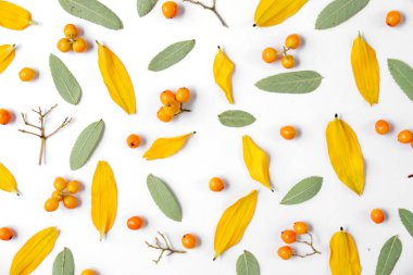 Sonbahar yaratıcı kompozisyon. Beyaz arka planda yaprakları ve Rowan yapılmış çelenk. Sonbahar, sonbahar, Cadılar Bayramı, Şükran günü konsepti. Düz yatıyordu, üst görünüm, kopya alanı