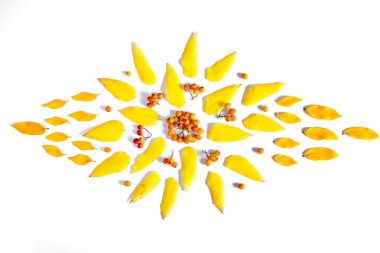 Sonbahar kompozisyon. Desen yaprakları ve beyaz arka planda Rowan yapılmış. Sonbahar, sonbahar, Şükran günü konsepti. Düz yatıyordu, üst görünüm, kopya alanı.