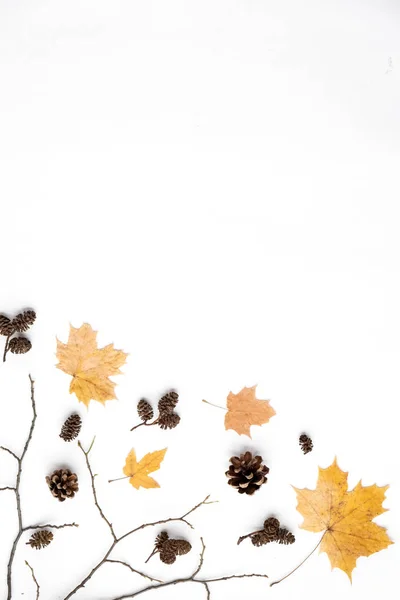 Podzimní skladba. Sušené listy, kužele na bílém podkladu. Podzim, podzim, pojem dne díkuvzdání. Kreativní plochý ležel, pohled shora, kopírovat prostor — Stock fotografie