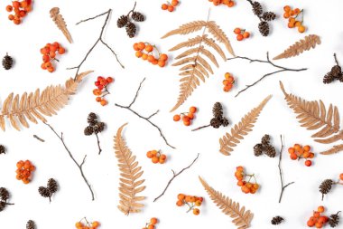 Desen berry rowan yapılmış, kurutulmuş eğrelti otu yaprakları, beyaz arka plan üzerinde koniler. Sonbahar, kış konsepti. Creative Flat lay, üst görünüm, kopyalama alanı