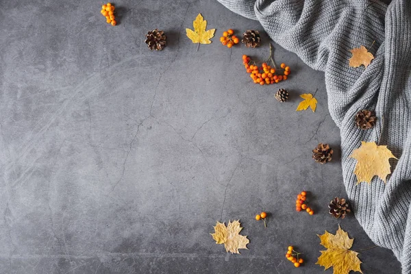 Autumn composition. Sweater, cones, berry rowan and autumn leaves maple on dark concrete background. Autumn, winter concept. Flat lay, top view, copy space — Stock Photo, Image