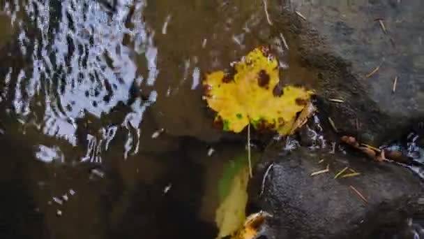 Gul Lönnlöv Vattenytan Utomhus Höstens Natur Bakgrund — Stockvideo