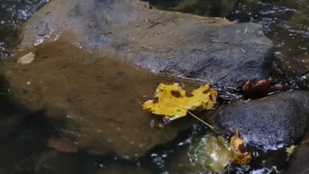 Una Hoja Arce Amarillo Superficie Del Agua Aire Libre Fondo — Vídeos de Stock