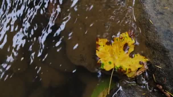 Один Желтый Кленовый Лист Поверхности Воды Открытом Воздухе Осенний Фон — стоковое видео