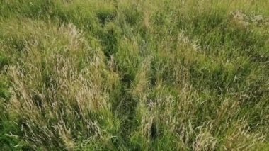 Şapkalı genç güzel blog yazarının İHA 'sı geniş otların içinde çayırlarda yürüyor, eller kulakların tepesine dokunuyor, sosyal medya etkileyicisi ya da bin yıllık gençler doğayla bağ kuruyor