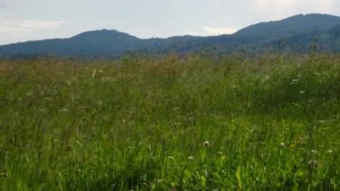 Doğal çayır otları dağların arka planında esen rüzgârla savrulur. Yeşil çevre kavramı. Turizm ve seyahat için ulusal park keşfi ve tatil beldesi