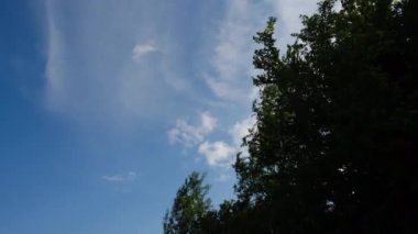 Yeşil yaz ormanı manzarası, güçlü rüzgardan sarkan ağaçlar güneşli bir günde mavi güzel gökyüzü ve değişken bulutlar.