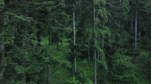 Drone survolant la cime des arbres de conifères d'épinette, arrière-plan naturel. Exploration du parc national et destination de voyage pour le tourisme et l'inspiration wanderlust