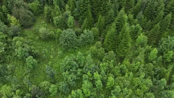 Luftaufnahmen Epischer Und Inspirierender Landschaft Mit Grünem Nadelwald Hang Hoher — Stockvideo