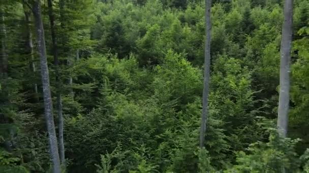 Images aériennes de paysages épiques et inspirants de forêts de conifères verdoyantes pendant le crépuscule, envoûtant et voyant la nature. Parc national d'exploration et de voyage destination pour le tourisme et l'errance