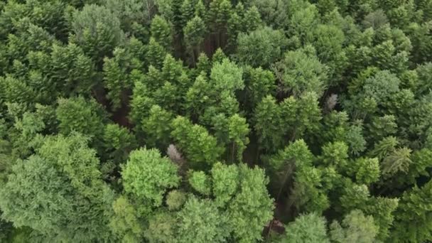Latanie Nad Zakrzywionym Terenem Wierzchołkami Drzew Iglastych Lesie Dzikiej Przyrody — Wideo stockowe