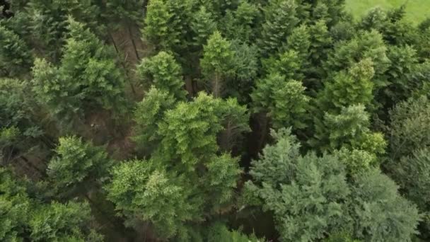 常緑の松の木と夏の山の風景の空中ビュー 木々の峰 自然のままの手付かずの自然保護区や国立公園が際立っています — ストック動画