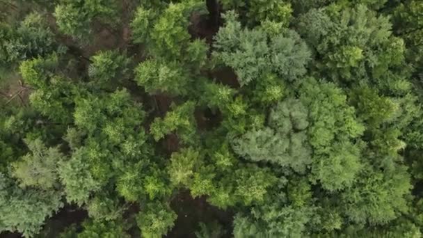 混合緑の森の空中トップビュー ドローンが木の上を飛んでる 吹く風の枝のオーバーヘッド 観光や放浪の欲望のための探検と旅行先 — ストック動画
