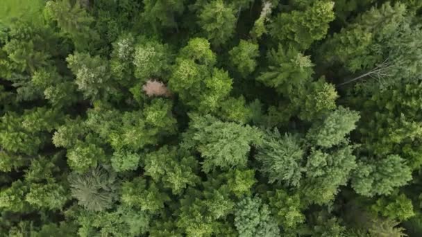 Vue aérienne du drone de la caméra faire demi-tour, paysage épique et inspirant de la forêt de conifères verts pendant le crépuscule, hypnotisant et voyant la nature. Destination Wanderlust