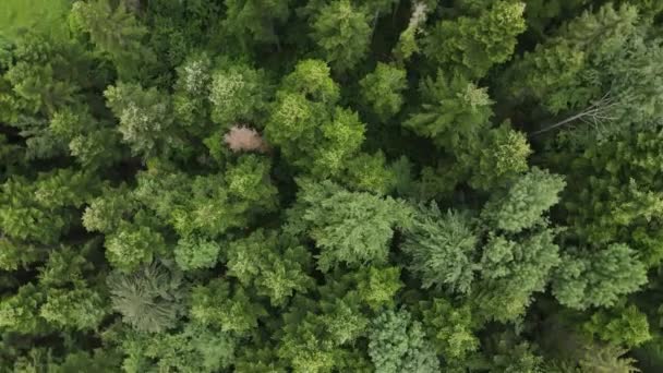 Aerial Drone Shot Camera Turn Epic Inspiring Landscape Green Coniferous — Stock Video