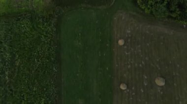 Hava manzarası, orman ağaçları, çayır, alacakaranlıktaki yol. Çevre konsepti. Turizm ve seyahat için keşif ve seyahat yeri