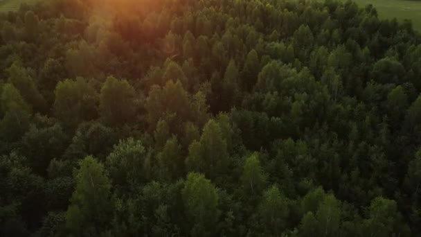 空中无人驾驶飞机在夕阳西下的绿林上空飞行 迷人而又美丽的大自然 电影乡村林地 清澈宁静的风景 — 图库视频影像