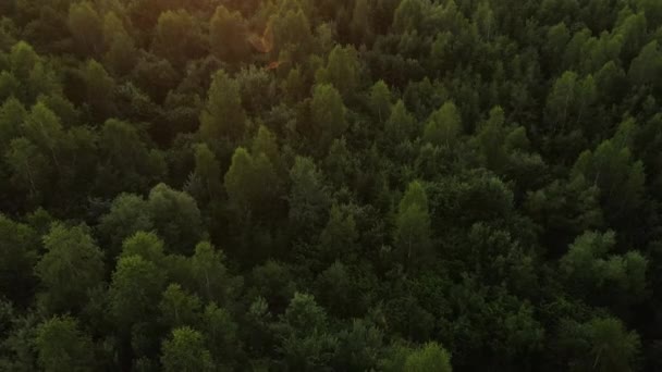 Drone Aéreo Tiro Paisagem Épica Inspiradora Floresta Conífera Verde Durante — Vídeo de Stock