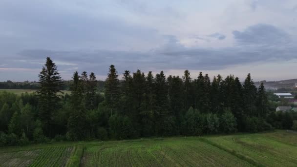 Vista Drone Pitoresca Campo Árvores Florestais Crescendo Vale Meio Colinas — Vídeo de Stock