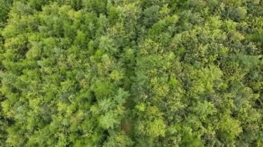 Spruce Kozalaklı ağaç tepelerinde uçan, doğa geçmişi, koruma altındaki ulusal park ya da rezervin inanılmaz destansı drone görüntüleri. Güzel doğa harikası, yeşil turizm için sessiz bir yer
