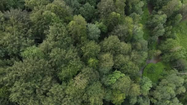 Widok Góry Zielony Las Dziewiczy Naturalny Krajobraz Ochrona Przyrody Drone — Wideo stockowe