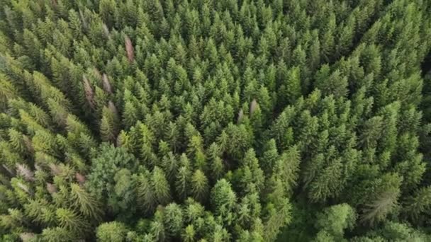 Luftaufnahme Von Grünen Wäldern Unberührte Naturlandschaft Naturschutz Nationalpark Erkundung Und — Stockvideo