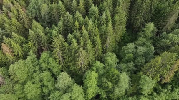 Vue Aérienne Dessus Belle Majestueuse Magnifique Forêt Mixte Verdoyante Calme — Video