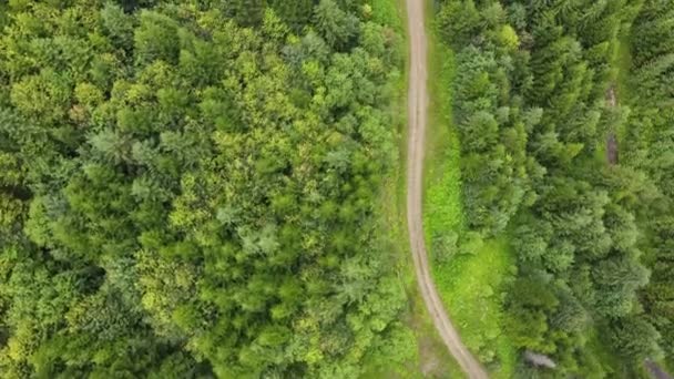 Снимок Беспилотника Воздуха Кадры Небольшой Дороги Извивающейся Рядом Густым Смешанным — стоковое видео