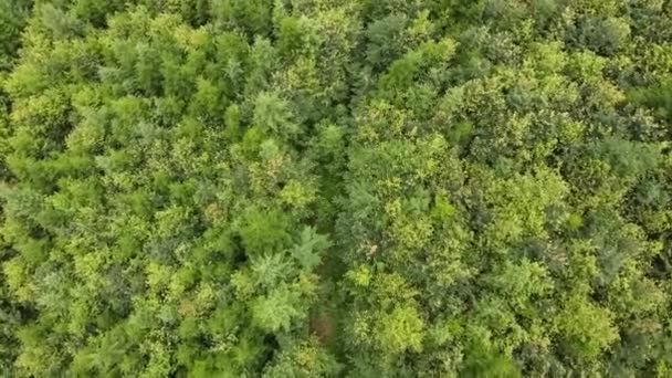 スプルースの上を飛ぶ素晴らしいインスピレーションを受けた壮大なドローン映像は 自然背景 保護された国立公園や保護区を針葉樹林にもたらします 美しい自然の驚異 緑の観光のための静かな場所 — ストック動画