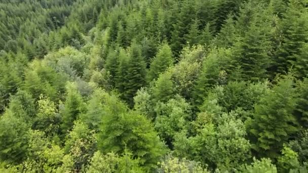 Drohnenaufnahmen Von Grünem Wald Bewölkter Tag Schönes Naturwunder Baumspitzen Ragen — Stockvideo