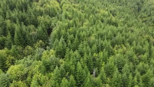 Drone Vista Verde Hermoso Bosque Virgen Paisaje Natural Conservación Naturaleza — Vídeos de Stock