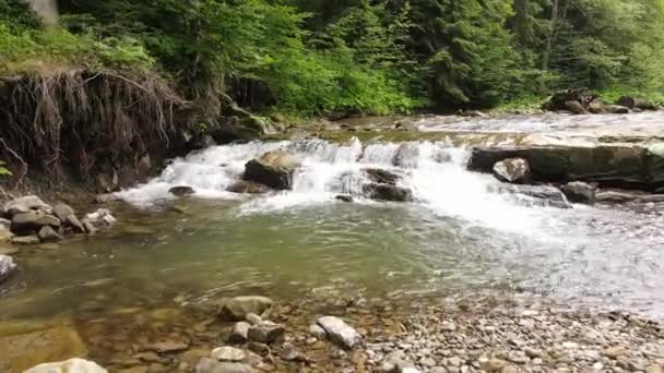 Aerial Drone Shot Flying Enchanted Green Mixed Forest Wild Creek — Vídeos de Stock