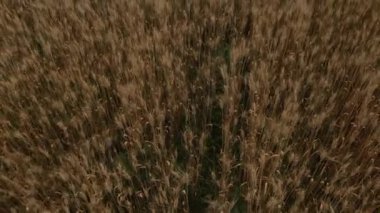 Güneşli bir günde rüzgardan buğday sallanır. Hava manzaralı güzel sarı buğday tarlaları üzerinde uçuyor. Mısır gevreği bitkileri, tarım endüstrisi. İnsansız hava aracı doğrudan aşağı ve yükseliyor.
