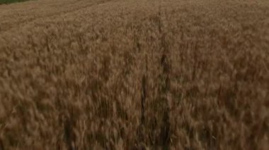 Yaz günü sonsuz sarı tarla üzerinde alçak insansız hava aracı uçuşu. Kırsaldaki buğday tarlaları üzerinde uçma manzarası