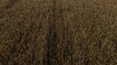 Tarım endüstrisi. Üst görüşlü insansız hava aracı, yaz günü sarı tarla üzerinde çok hızlı uçar. Kamera dikenlerin üzerinden uçuyor. Rüzgâr, tahıl hasadı topluyor..