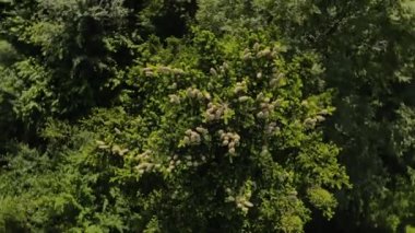 İnsansız hava aracı, Ladin kozalaklı ağaç tepeleri ve doğa görüntüleri etrafında dönüyor. Turizm ve seyahat için ulusal park keşfi ve seyahat merkezi