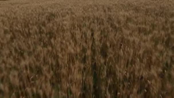Vol au-dessus du beau champ agricole jaune le jour d'été. Drone shot of wheat field harvest crops in countryside. Récolte biologique cultiver