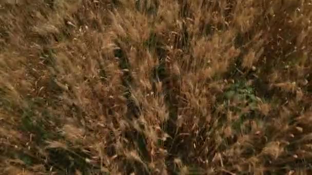 Drone Shot Wheat Field Harvest Crops Countryside Vol Dessus Beau — Video