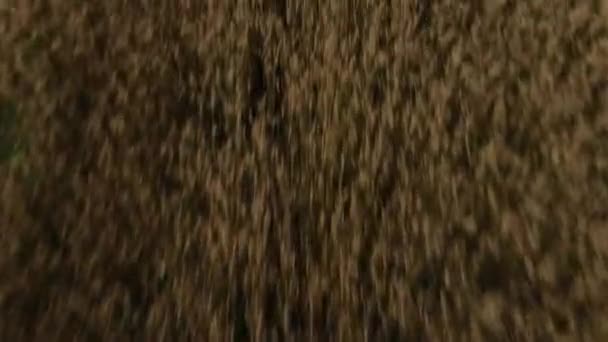 Najlepszy Widok Drona Leci Bardzo Szybko Nad Żółtym Polu Rolniczym — Wideo stockowe