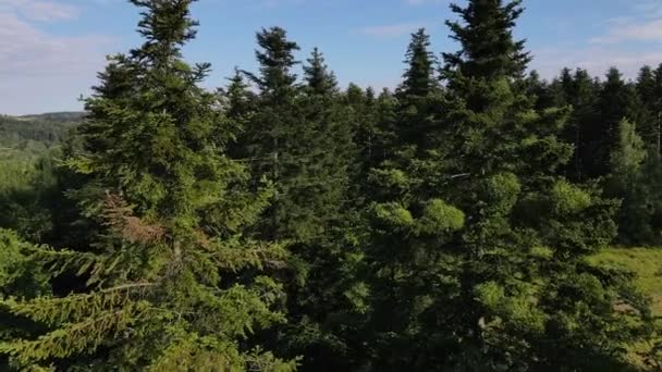 Niesamowite Inspirujące Epickie Nagrania Dronami Much Pomiędzy Wierzchołkami Zielonych Drzew — Wideo stockowe